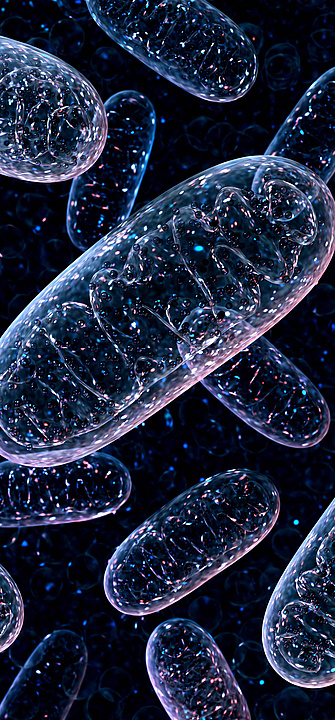 Mitochondrien Eine 3D-Darstellung von durchsichtigen, ovalen Mitochonndrien auf einem schwarzen Hintergrund