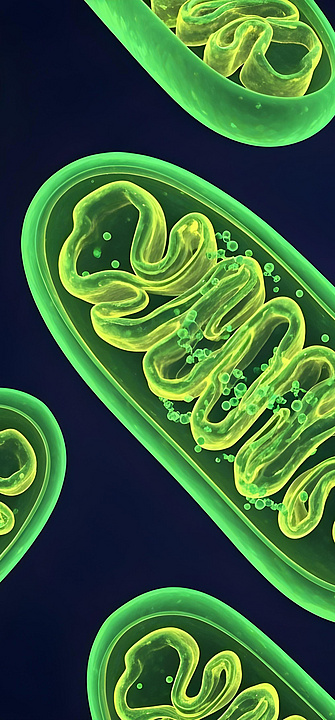 Grün leuchtende Mitochondrien Grün leuchtende Mitochondrien