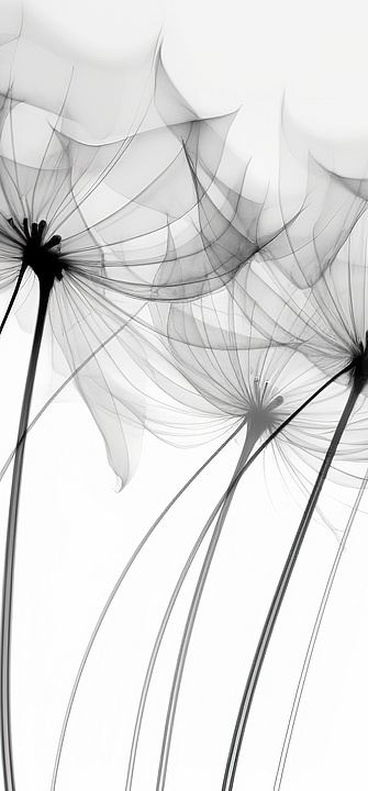Beileid, Trauer, Verlust Transparente Röntgenblumen. Beileid, Trauer, Verlust
