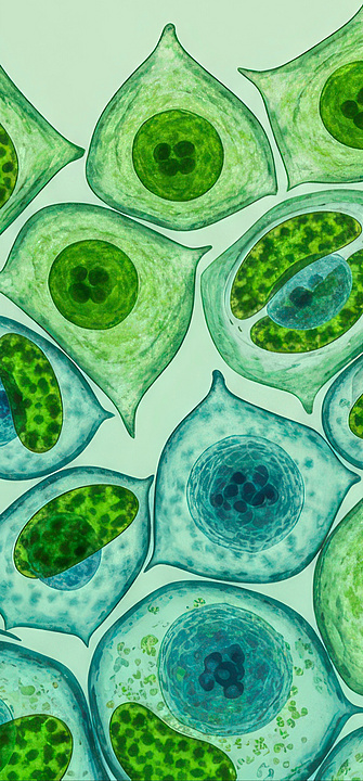 Mikroskopische Ansicht menschlicher Zellen Mikroskopische Ansicht menschlicher Zellen