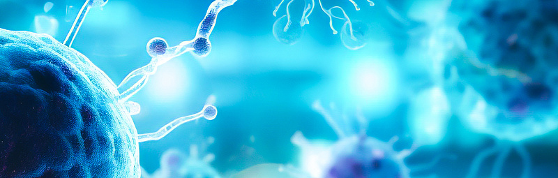 Cancer cells Cancer cells